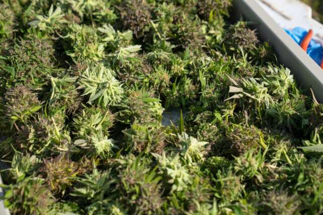 Cheapest Way To Grow Marijuana